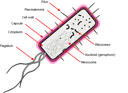 Prokaryote - Conservapedia