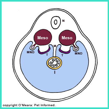 Cryptorchidism and Undescended Testicles - all you need to know.