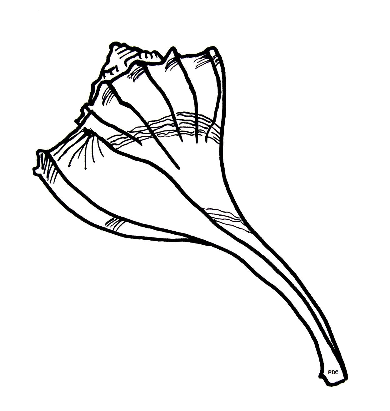 Seashell Coloring Pages - Bestofcoloring.com