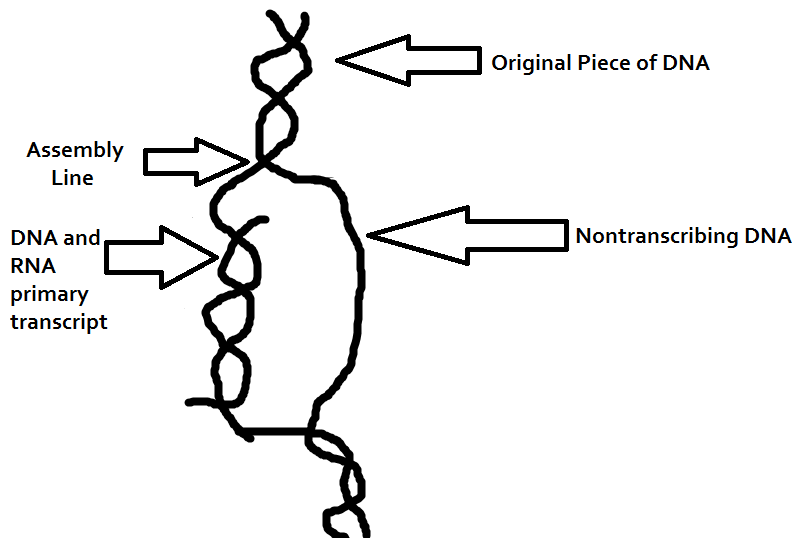 sabinebiology | Just another WordPress.com site