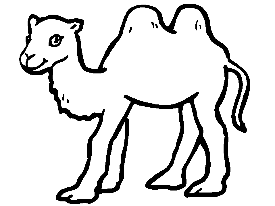 Cartoon Pictures Of Camels