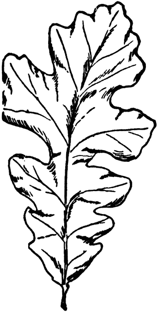 Oak Leaves Drawing - Free Clipart Images