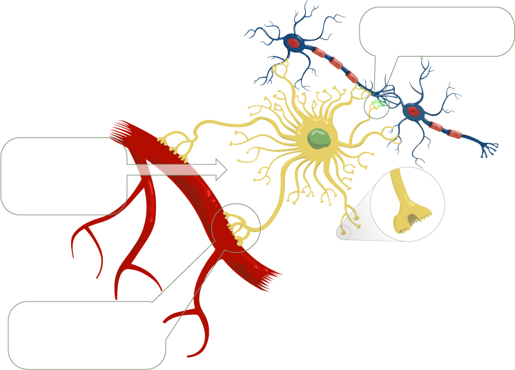 Astrocytes: Keeping Your Brain Healthy | BrainTalks