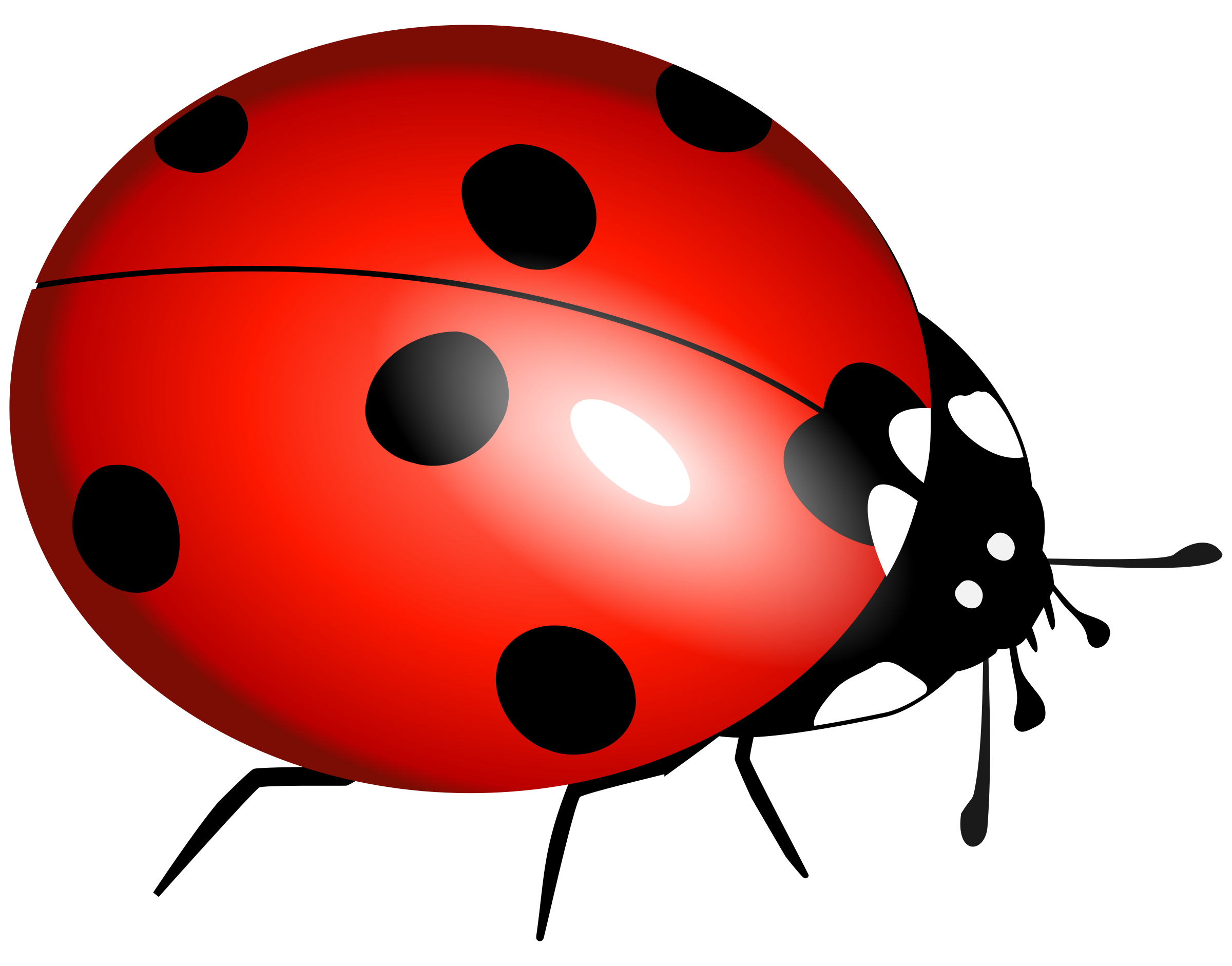 Download lady bug clipart | ClipartMonk - Free Clip Art Images