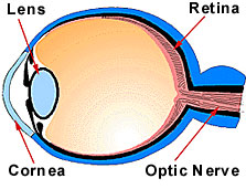 Labeled Eye Diagram - ClipArt Best