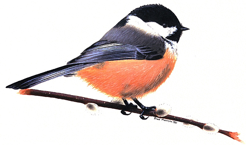 Chickadee bird (official bird of New Brunswick) - New Brunswick ...