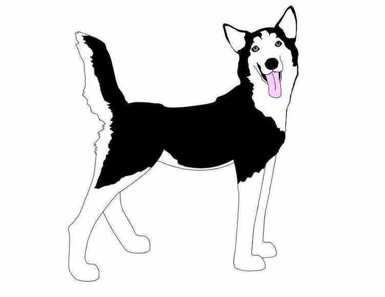 Husky paw clipart