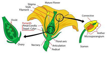 Flowering Plants: Reproduction & Fertilization - Video & Lesson ...