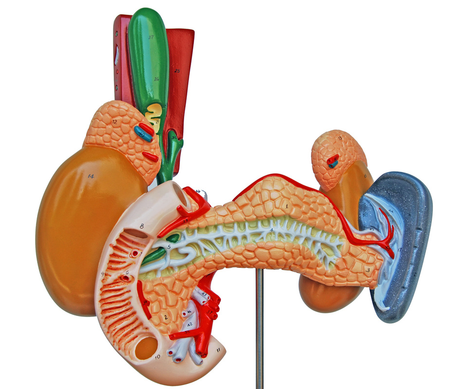 Pancreas and gall bladder - Human Anatomy