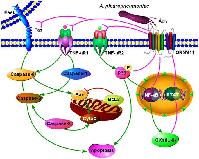 Adh enhances Actinobacillus pleuropneumoniae pathogenicity by ...