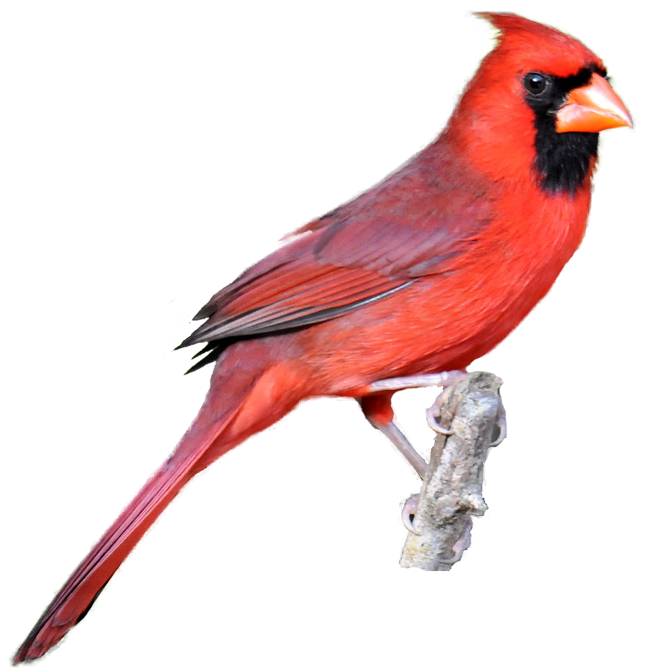 Winter Cardinal Bird Clipart