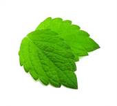 Clipart mint leaves