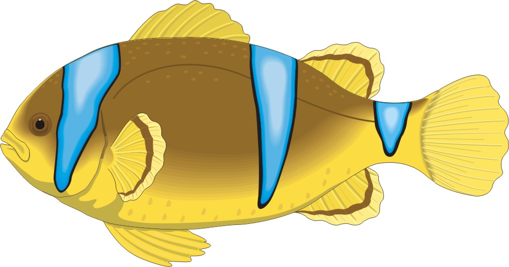 Cartoon Fish