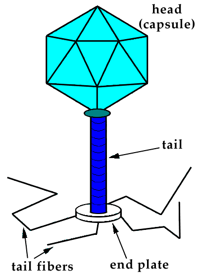 Diagram Of A Bacterial Cell - ClipArt Best