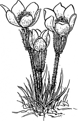 Rose Flower Crocus clip art - Download free Other vectors