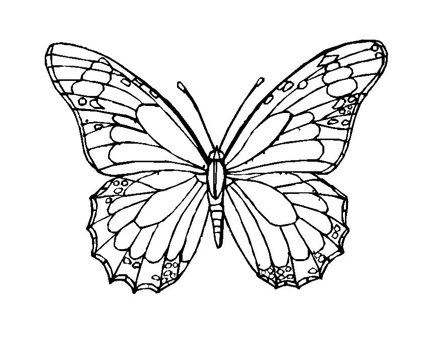 Butterfly Template To Print - AZ Coloring Pages