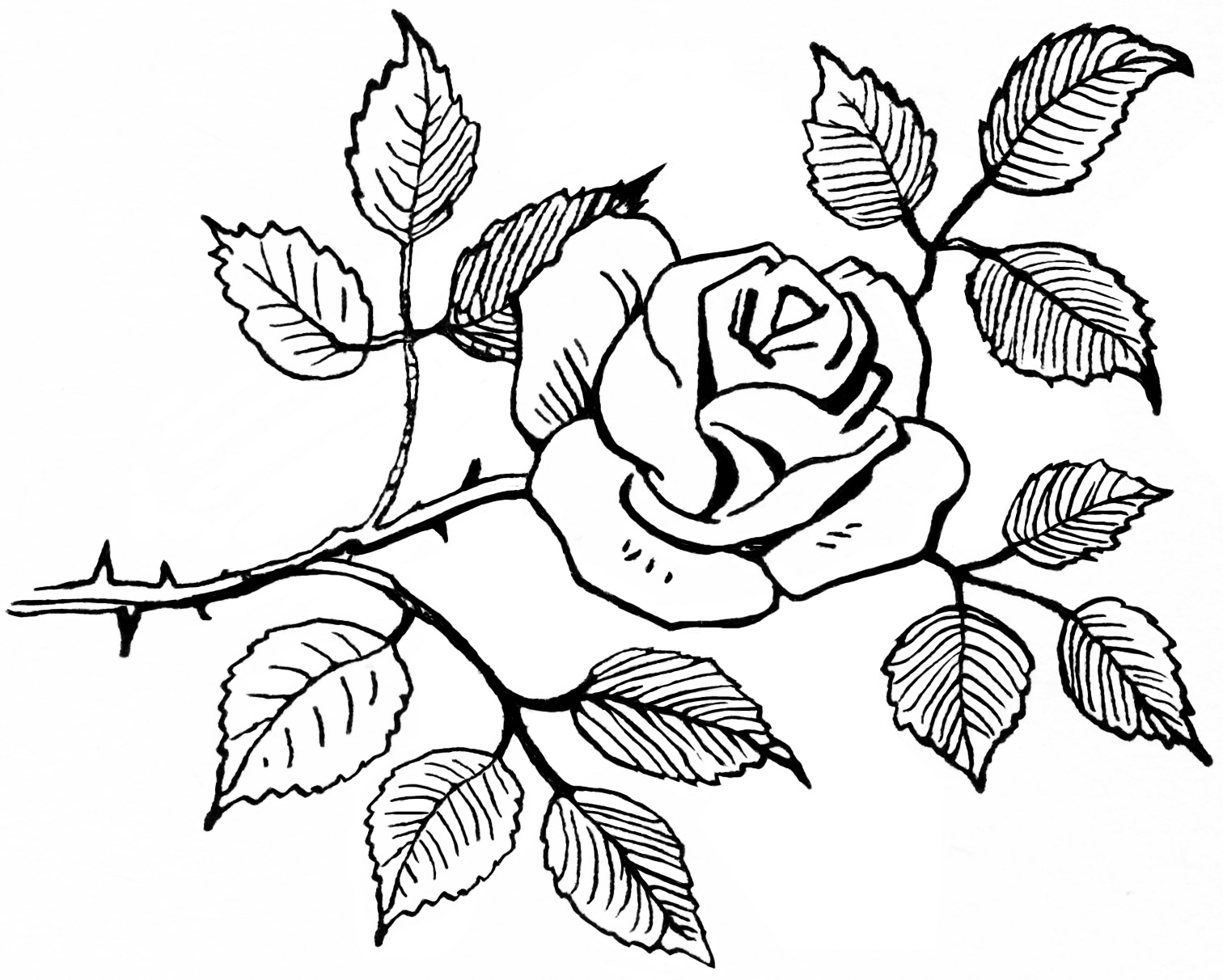 Rose Sketch ~ Free Vintage Clipart