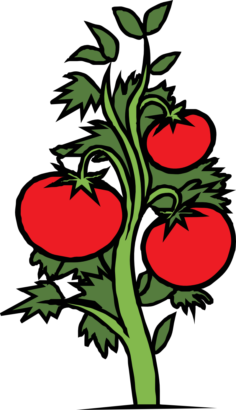 Tomato Plant Clip Art