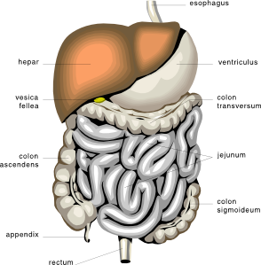 Digestive Organs Medical Diagram clip art Free Vector / 4Vector