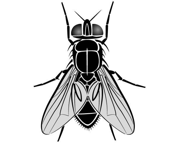 Fly Drawing Free - ClipArt Best