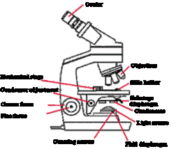 Diagram Of Microscope - ClipArt Best