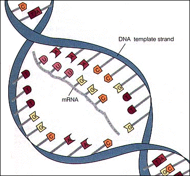 NUCLEIC ACIDS - Ms. Strauss & Ms. Shallo's Living Environment Class