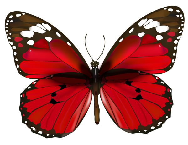 Red Butterfly | Butterflies ...