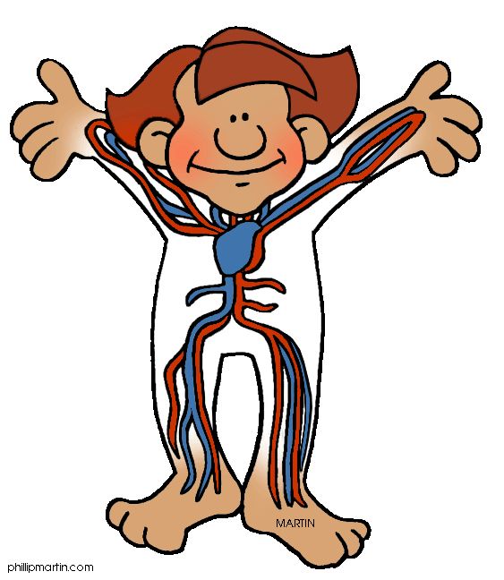Human body systems clipart