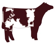 Show Cattle Clipart