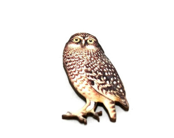 owl illustrations