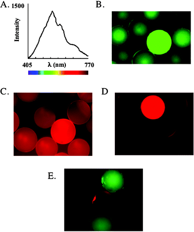 Optimized protocols for the isolation of specific protein-binding ...