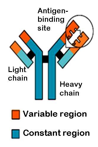 What is Antigen-Antibody Complex? - Interactive Biology, with ...