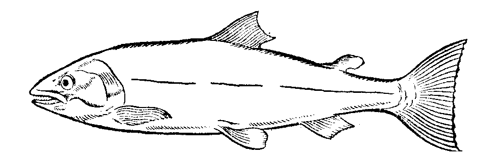 Salmon Clipart - Tumundografico