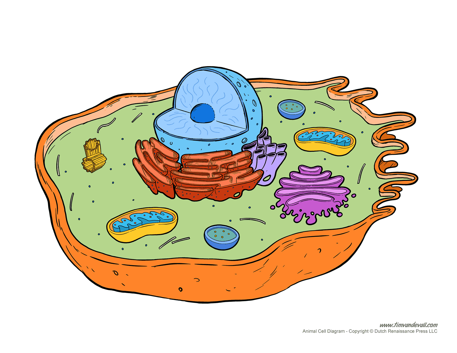 Printable Animal Cell Diagram – Labeled Unlabeled And Blank Animal ...