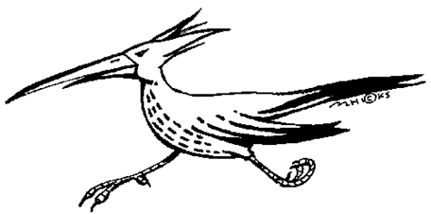 Roadrunner clipart hostted 3