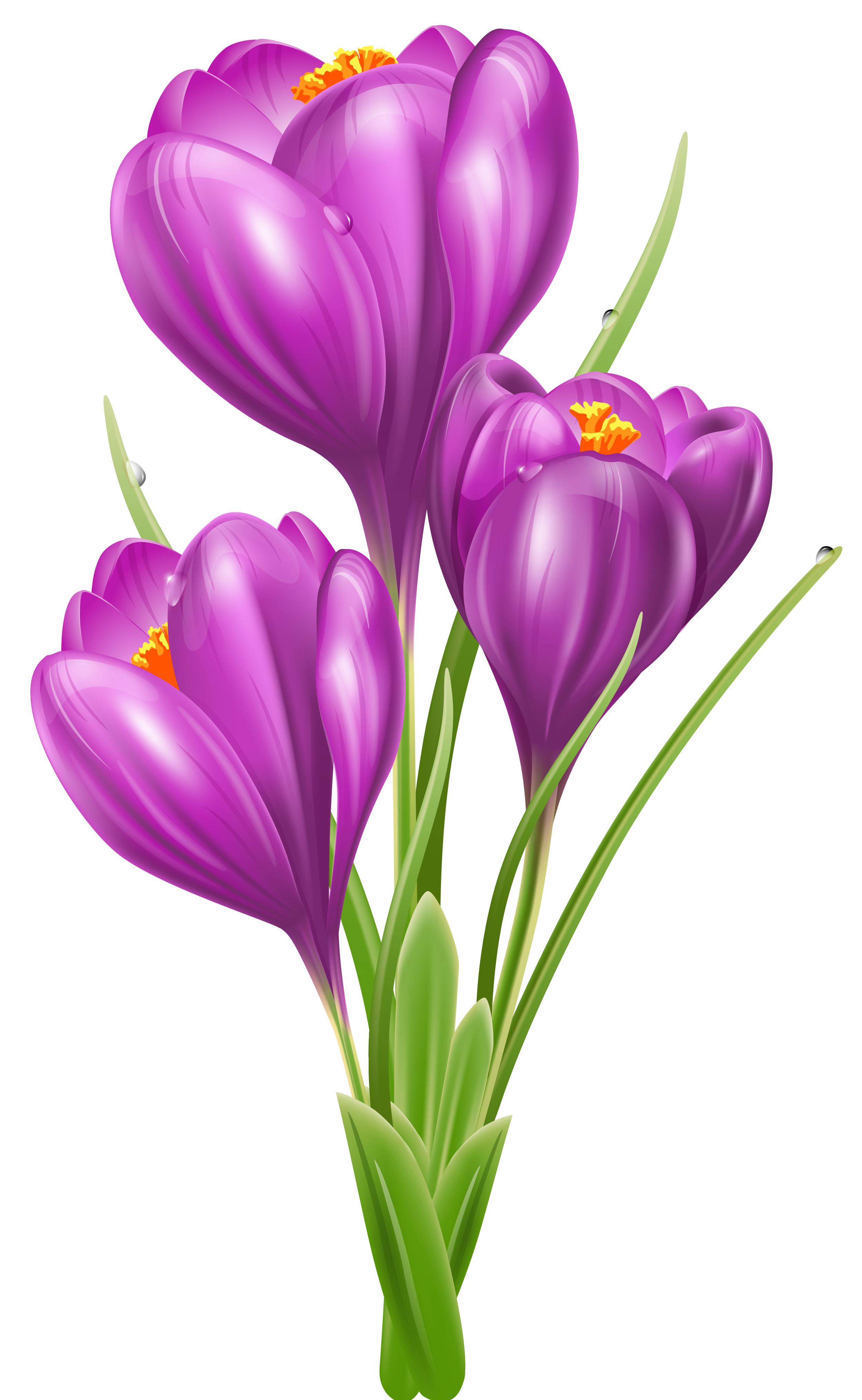 Crocus Clipart | Free Download Clip Art | Free Clip Art | on ...