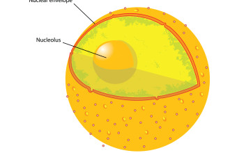 Nucleus Of Animal Cell : 5 Animal Cell Nucleus Pictures ...