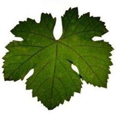 Wine varietals, Leaves and Wine