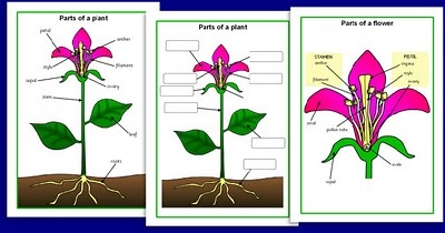Diagram Of A Plant For Kids - ClipArt Best