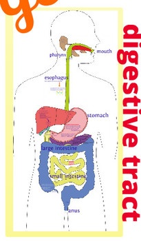 1000+ images about Lapbooks-Medical | Respiratory ...