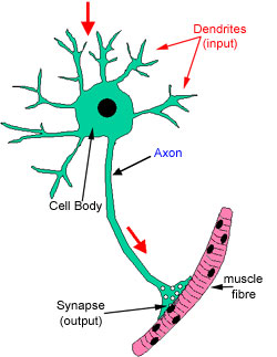 Neuron Cell Diagram - Juanribon.com