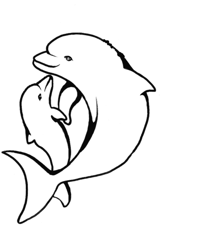 1000+ images about draw dolphins