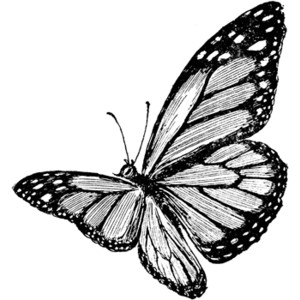 Vintage butterfly clipart black and white