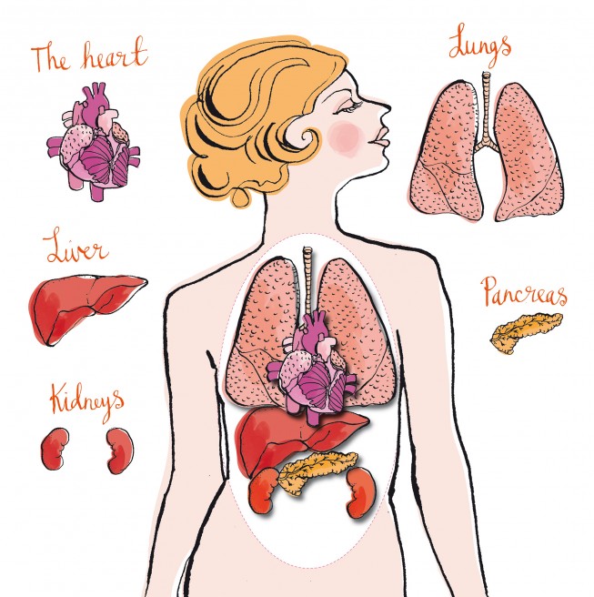 Body Organ Map