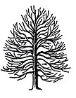 Spruce Tree Unmounted Clear Polymer Stamp Large items in Special ...