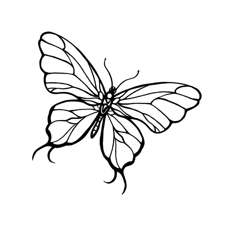 Line Drawings Of Butterflies | Free Download Clip Art | Free Clip ...