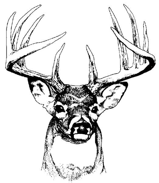 Stag head clipart