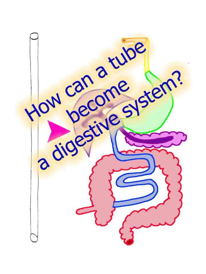 Digestive System Worksheet Doc - Intrepidpath