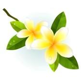 Plumeria Flower Clipart