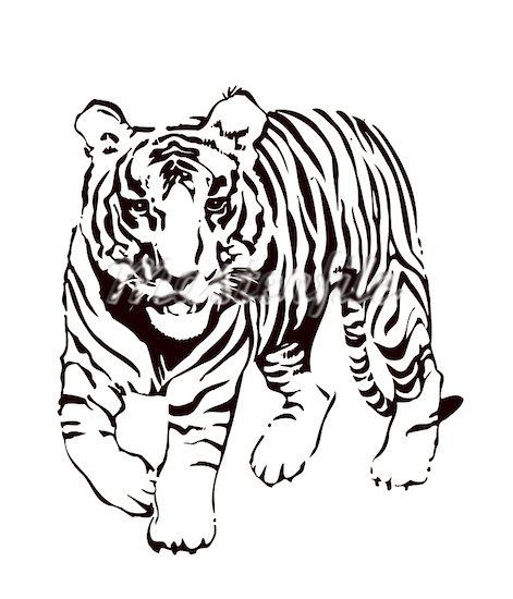 White tiger clipart